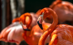 flamingo family